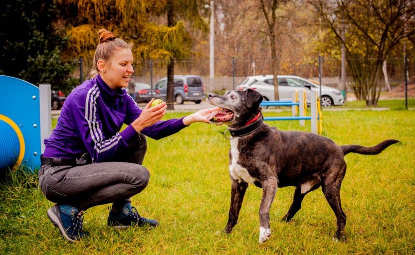 dogsitter_cennik